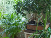 Plantes vertes, temps rentrer