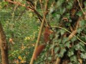 L'écureuil roux, bien chez nous