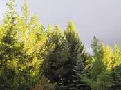 Feuilles, altitude latitude