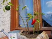 Récoltes terrasse quelques exemples