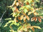 Kaki, feux l'automne