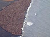 élèves étaient bébés phoques