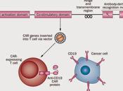 #leucémie #CD19-CAR #celluleT #fludarabine #cyclophosphamide Cellules exprimant récepteurs l’antigène chimérique CD19 pour leucémie lymphoblastique aigüe chez enfants jeunes adultes essai phase dose croissante