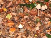 perce-neige réveillent