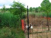 chèvres comme agents contrôle biologique