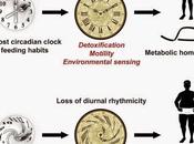 #rythmescircadiens #jetlag #horlogebiologique Contrôles opérés différents règnes vivant oscillations diurnes microbiotes homéostasie métabolique