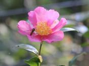 Camellia sasanqua