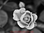 Triste inquiétant...