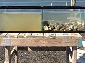 huîtres filtrent l'eau