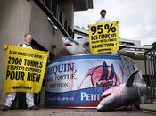 Petit Navire, c'est monstruosité Demandez Navire d'opter pour méthodes pêche durable d’arrêter carnage