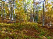 magie d'un sous-bois