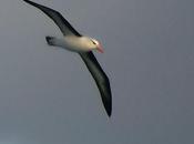 balade virtuelle West Point Island Malouines