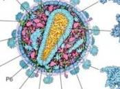 VIH: interrupteur génétique pour guérir SIDA Clinical Microbiology Infection