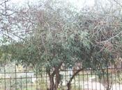 Zanthoxylum feuillage persistant