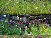 renaissances sont venir…