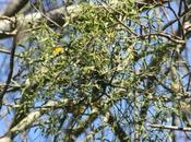 Viscum album attaque plus arbre