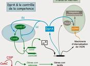 #transcriptomique #protéomique #métabolomique #protéine "ARNm Utilité corrélation entre protéine messager