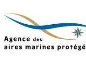 Suivi aérien megafaune marine France métropolitaine