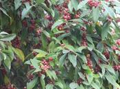 Elaeagnus umbellata bien autostérile