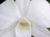 conseils pour Orchidées Dendrobium