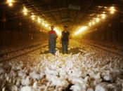 élevage intensif poulets Etats-Unis