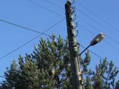 processionnaires plaisent dans l'Aube