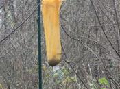 Ouverture d'un restau Romilly