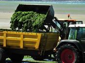Algues vertes. L’État devra verser millions d'euros Côtes-d'Armor