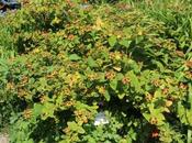 Hypericum androsaemum