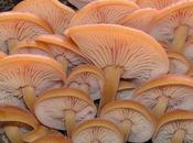 L'IMAGE JOUR: Champignons enoki