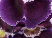conseils soins pour l'Orchidée Cambria