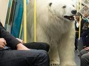 ours polaire égaré dans rues Londres