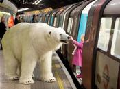 Sauve peut ours polaire promène dans rues Londres.