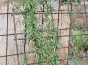 Clematis napaulensis