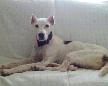 VIDA le podenco qui ne voulait pas mourir à l'adoption