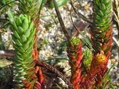 Euphorbe dunes (Euphorbia paralias)