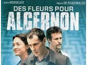 fleurs pour Algernon