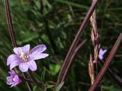 Épilobe marais (Epilobium palustre)