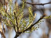 Fraxinus excelsior