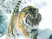 Cinq parmi tigres Sibérie