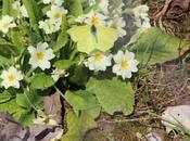 Mais c'est Buddleia officinalis