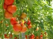 Plus pesticides différents dans fraises tomates