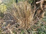 Paille Miscanthus comment l'utiliser