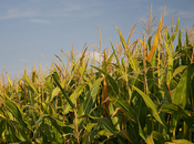 Deux après, quels impacts recherche l’équipe Séralini toxicité Roundup d’un maïs