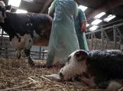 experts alertent l’explosion l’utilisation d’antibiotiques vétérinaires dans monde