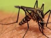 PALUDISME: S'inspirer défense moustique pour protéger l'Homme Journal Innate Immunity