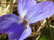 Violette Rivin (Viola riviniana)