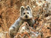 L’Ili Pika, petit mammifère trop mignon