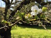 premières fleurs cerisier