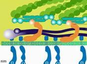 #trendsincellbiology #cellules #tissus #adhésioncellulaire #signalisation #protéomique #intégrines Propriétés émergentes complexes d’adhésion cellulaire sont-ils font-ils